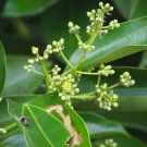 Cinnamomum Kotoense Foliage Plants 10 PCS Seeds