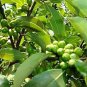Cinnamomum Kotoense Foliage Plants 10 PCS Seeds