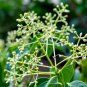 Cinnamomum Kotoense Foliage Plants 10 PCS Seeds