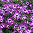 Cineraria Hybrida Royalty Mixed Annual Shade Loving or Indoor 30 PCS Seeds