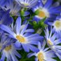 Cineraria Hybrida Royalty Mixed Annual Shade Loving or Indoor 30 PCS Seeds