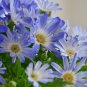 Cineraria Hybrida Royalty Mixed Annual Shade Loving or Indoor 30 PCS Seeds
