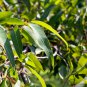 Cider Gum Eucalyptus Myrtaceae Eucalyptus Gunnii Ornamental Plant 50 PCS Seeds