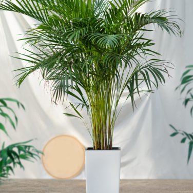 Chrysalidocarpus Lutescens Home Decoration Areca Palm 5 PCS Seeds