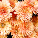 Chrysanthemum Perennial Flowers Spider Orange Yellowish Flowers 200 PCS Seeds