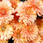 Chrysanthemum Perennial Flowers Spider Orange Yellowish Flowers 200 PCS Seeds