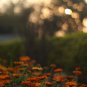 Chrysanthemum Perennial Flowers Spider Orange Yellowish Flowers 200 PCS Seeds