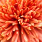 Chrysanthemum Perennial Flowers Spider Orange Yellowish Flowers 200 PCS Seeds