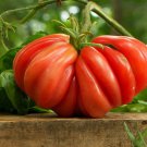 Chocolate Ruffled Tomato 100 PCS Seeds Chocolate Ruffled Tomato 100 PCS Seeds