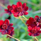 Chocolate Cosmos Plant 100 PCS Seeds