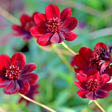 Chocolate Cosmos Plant 100 PCS Seeds