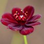 Chocolate Cosmos Plant 100 PCS Seeds