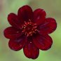 Chocolate Cosmos Plant 100 PCS Seeds