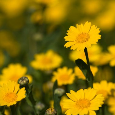 Chrysanthemum Coronarium Vegetable 120 PCS Seeds