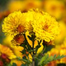 Chrysanthemum 200 PCS Seeds