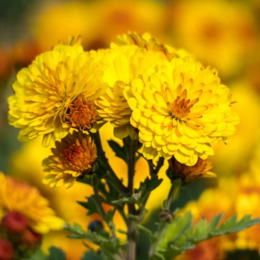 Chrysanthemum 200 PCS Seeds