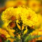 Chrysanthemum 200 PCS Seeds
