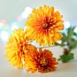 Chrysanthemum 200 PCS Seeds