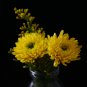 Chrysanthemum 200 PCS Seeds