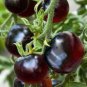 Chocolate Bright Tomato Heirloom Tasty Tomato Fruit 25 PCS Seeds