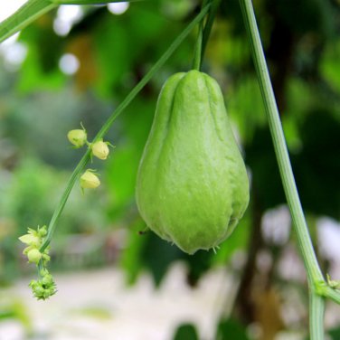 Chocho Magic Pumpkin are Chayote Big Melon Plants Vegetables 30 PCS Seeds