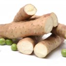 Chinese Yam Perennial Herbal Vegetable 6 PCS Seeds