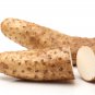 Chinese Yam Perennial Herbal Vegetable 6 PCS Seeds