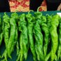 'Chitterlings' Green Red Hot Pepper Vegetable 30 PCS Seeds