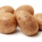 Chinese Yam Vegetable Herbs Dioscorea Opposita 6 PCS Seeds
