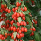 Chinese Wolfberry Lycium barbarum 60 PCS Seeds