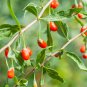Chinese Wolfberry Lycium barbarum 60 PCS Seeds