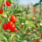 Chinese Wolfberry Lycium barbarum 60 PCS Seeds