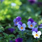 Chinese Violet Beautiful herba violae Flower 100 PCS Seeds