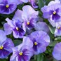 Chinese Violet Beautiful herba violae Flower 100 PCS Seeds