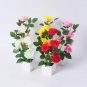 Chinese Rose Tree Bonsai 10 PCS Seeds