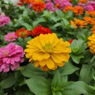 Classic Zinnia Elegans Flower 50 PCS Seeds Classic Zinnia Elegans Flower 50 PCS Seeds