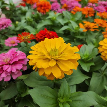 Classic Zinnia Elegans Flower 50 PCS Seeds