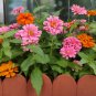 Classic Zinnia Elegans Flower 50 PCS Seeds