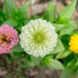 Classic Zinnia Elegans Flower 50 PCS Seeds