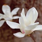 Chinese Red Yellow Pink White Magnolia denudata Fragrant lilytree 10 PCS Seeds