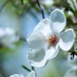 Chinese Red Yellow Pink White Magnolia denudata Fragrant lilytree 10 PCS Seeds
