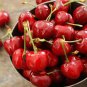 Chinese Red Sweet Cherry Fruit 20 PCS Seeds
