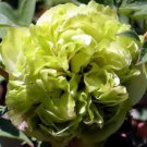 Chinese Peony Tree Light Green Ball Type Flowers 20 PCS Seeds