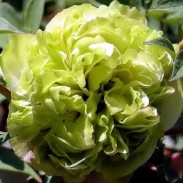 Chinese Peony Tree Light Green Ball Type Flowers 20 PCS Seeds