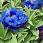 Chinese Peony Tree Blue Double Flowers 10 PCS Seeds
