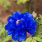 Chinese Peony Tree Blue Double Flowers 10 PCS Seeds