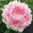 Chinese Peony Tree Light Pink Double Flowers Ball Type 10 PCS Seeds Chinese Peony Tree Light Pink Double Flowers Ball Type 10 PCS Seeds