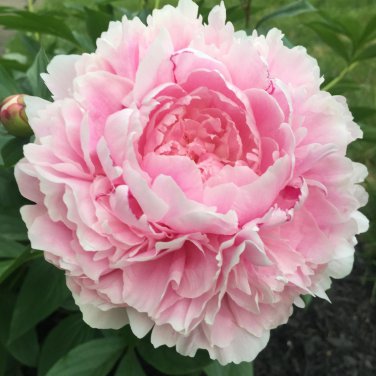Chinese Peony Tree Light Pink Double Flowers Ball Type 10 PCS Seeds
