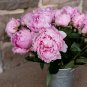 Chinese Peony Tree Light Pink Double Flowers Ball Type 10 PCS Seeds