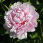 Chinese Peony Tree Light Pink Double Flowers Ball Type 10 PCS Seeds